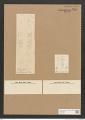 Diatomeae indet. Zeichnungen Sammlung Grunow Nr. 2589 (NHMW-BOT-W0369780)